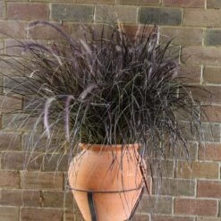Purple Fountain Grass -Plant Sales Store Purple Fountain Grass 1