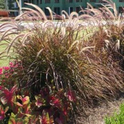 Purple Fountain Grass -Plant Sales Store Purple Fountain Grass 4 FGT