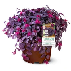 Purple Pixie® Dwarf Weeping Loropetalum -Plant Sales Store Purple Pixoe Loropetalum 3