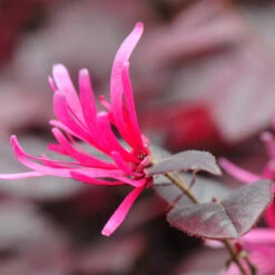 Purple Pixie® Dwarf Weeping Loropetalum -Plant Sales Store Purple Pixoe Loropetalum 4