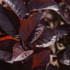 Purple Plunge Weeping Plum Tree -Plant Sales Store Purple Plunge 9