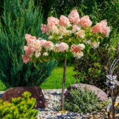 Quick Fire® Hydrangea Tree 7 Quick Fire® Hydrangea Tree -Plant Sales Store QyuickFire Hydrangea 1