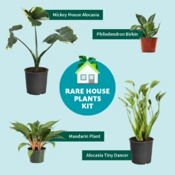 Rare House Plant Kit 9 Rare House Plant Kit -Plant Sales Store RareHousePlantKitGraphic