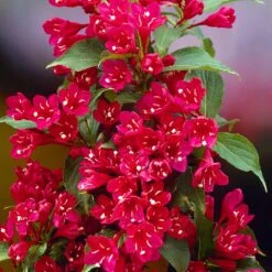 Red Prince Weigela Tree 5 Red Prince Weigela Tree -Plant Sales Store Red Prince Wegeila 1 FGT