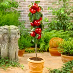 Plant Sales Store -Plant Sales Store Red Columnar Apple 1