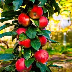 North Pole Columnar Apple Tree 6 North Pole Columnar Apple Tree -Plant Sales Store Red Columnar Apple 3
