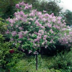 Red Pixie Lilac Tree -Plant Sales Store Red Pixie Lilac Tree 2