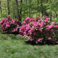 Red Rhododendron Shrub -Plant Sales Store Red Rhododendron 1 FGT