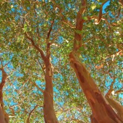 Red Rocket Crape Myrtle -Plant Sales Store Red Rocket Crape Myrtle