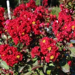 Red Rocket Crape Myrtle -Plant Sales Store Red Rocket Crape Myrtle FGT 2jpg