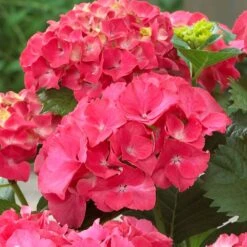 Red Sensation Hydrangea -Plant Sales Store Red Sensation Hydrangea 1 FGT