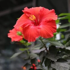 Red Tropical Hibiscus Tree -Plant Sales Store Red Tropical Hibiscus Tree 3 FGT