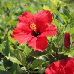 Red Tropical Hibiscus Tree -Plant Sales Store Red Tropical Hibiscus Tree 8 FGT