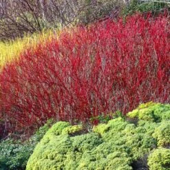 Red Twig Dogwood Shrub -Plant Sales Store Red Twig Dogwood 4