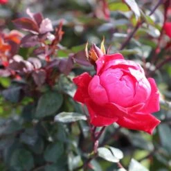 Double Knock Out® Rose -Plant Sales Store Red knockout rose 2