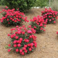 Double Knock Out® Rose -Plant Sales Store Red knockout rose 4