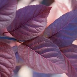 Purple Plunge Weeping Plum Tree -Plant Sales Store Redbud Purple Plunge 2 b8894708 2bb9 4f3e 8d30 7b3eeb931914