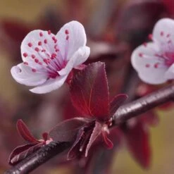 Purple Plunge Weeping Plum Tree -Plant Sales Store Redbud Purple Plunge 3 5eea9d07 1917 4a1d ac6e f43503cc05e4