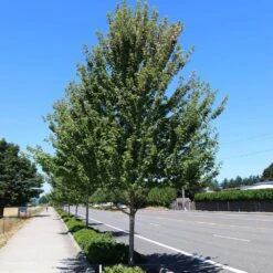 Redpointe® Maple -Plant Sales Store Redpointe Maple 1