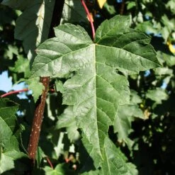 Redpointe® Maple -Plant Sales Store Redpointe Maple 2