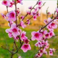 Redskin Peach Tree 6 Redskin Peach Tree -Plant Sales Store Redskin Peach Tree 3 8df8851c ef3e 4a16 b538 29f1adcb997c