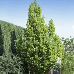 Regal Prince Oak Tree 6 Regal Prince Oak Tree -Plant Sales Store Regal Prince Oak 1