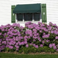 Lavender Rhododendron Shrub -Plant Sales Store Rhododendron Lavender 2 FGT