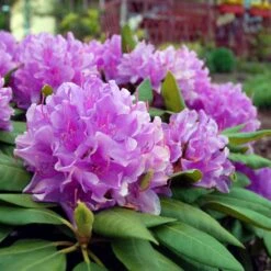 Lavender Rhododendron Shrub -Plant Sales Store Rhododendron Lavender 3 FGT