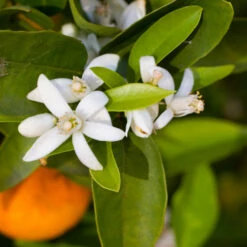 Robertson Navel Orange -Plant Sales Store Robertson Navel Orange 1