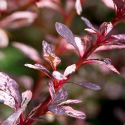 Rose Glow Barberry Shrub 6 Rose Glow Barberry Shrub -Plant Sales Store Rose GLow Barberry 1 FGT