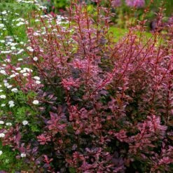 Rose Glow Barberry Shrub 7 Rose Glow Barberry Shrub -Plant Sales Store Rose GLow Barberry 3 FGT