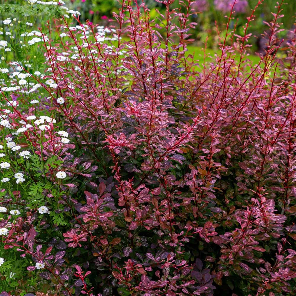 Rose Glow Barberry Shrub 4 Rose Glow Barberry Shrub - Image 4