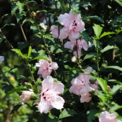 Pink Rose Of Sharon Althea Tree 5 Pink Rose Of Sharon Althea Tree -Plant Sales Store Rose of Sharon Althea 3 FGT