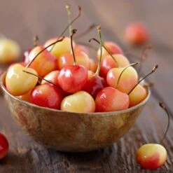 Royal Ann Cherry Tree -Plant Sales Store Royal Ann CHerry Tree 1 FGT