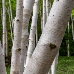 Royal Frost® Birch Tree -Plant Sales Store Royal Frost Birch 3 FGT