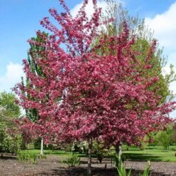 Royal Raindrops® Crabapple Tree -Plant Sales Store Royal Raindrops Crabapple 2