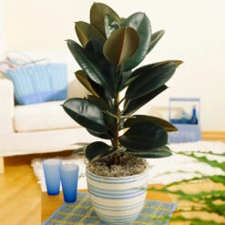 Sunset Hues House Plant Kit -Plant Sales Store Rubber Tree BB 9853f49f 6d2e 4e25 8d11 6abd2adf323a