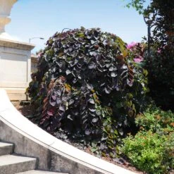 Ruby Falls Redbud Tree -Plant Sales Store Ruby Falls Redbud 8