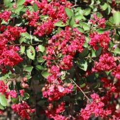Ruby Prince™ Emerald Empire® Crape Myrtle Tree -Plant Sales Store Ruby Prince Crape Myrtle 1