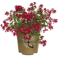 Ruby Prince™ Emerald Empire® Crape Myrtle Tree -Plant Sales Store Ruby Prince Crape Myrtle 2