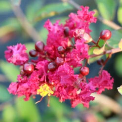 Ruby Prince™ Emerald Empire® Crape Myrtle Tree -Plant Sales Store Ruby Prince Crape Myrtle 3