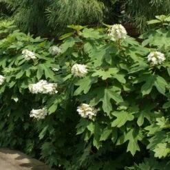 Ruby Slippers Hydrangea Shrub -Plant Sales Store Ruby Slippers Hydrangea 2