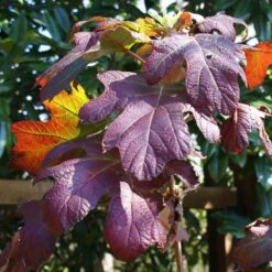 Ruby Slippers Hydrangea Shrub -Plant Sales Store Ruby Slippers Hydrangea 3