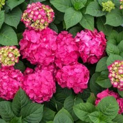 Endless Summer® Summer Crush® Hydrangea 10 Endless Summer® Summer Crush® Hydrangea -Plant Sales Store SUmmer Crush Endless SUmmer Hydrangea 11 FGT