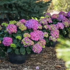 Endless Summer® Summer Crush® Hydrangea 9 Endless Summer® Summer Crush® Hydrangea -Plant Sales Store SUmmer Crush Endless SUmmer Hydrangea 9 FGT
