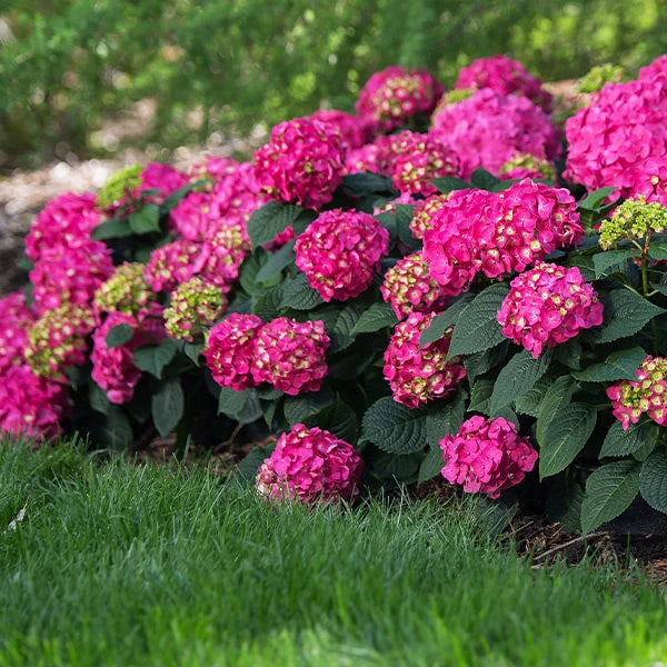 Endless Summer® Summer Crush® Hydrangea 1 Endless Summer® Summer Crush® Hydrangea