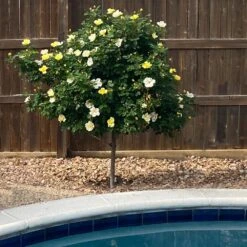 Sunny Knock Out® Rose Tree -Plant Sales Store SUnny knockout Rose Tree 3