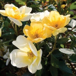 Sunny Knock Out® Rose Tree -Plant Sales Store SUnny knockout Rose Tree 4 FGT