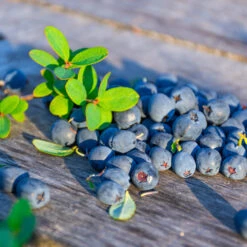 Sunshine Blue Blueberry Bush -Plant Sales Store SUnshine BLue Blueberry 1