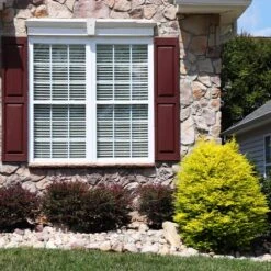 Sunshine Ligustrum Shrub -Plant Sales Store SUnshine Ligustrum 5